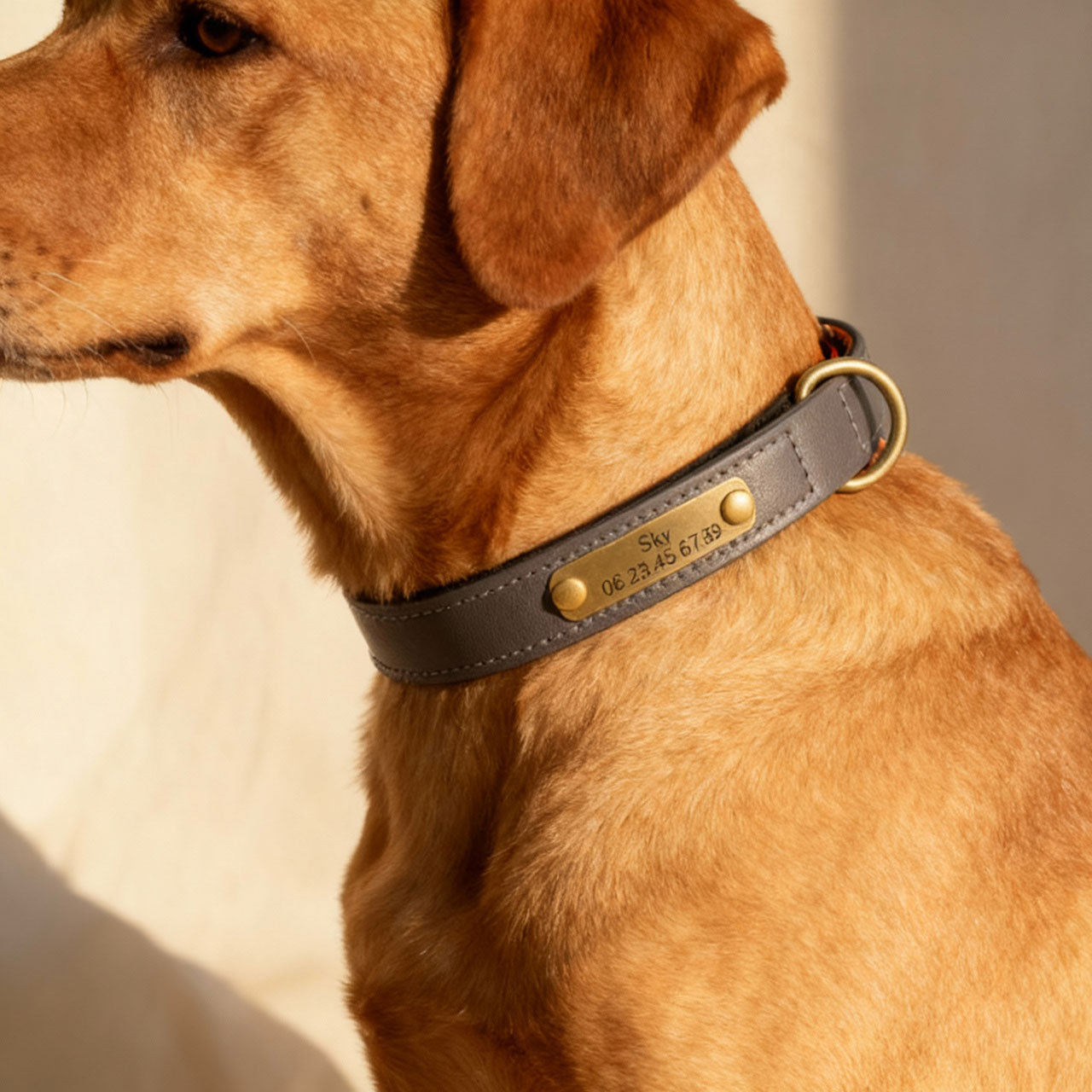 Collier gris pour chien à personnaliser