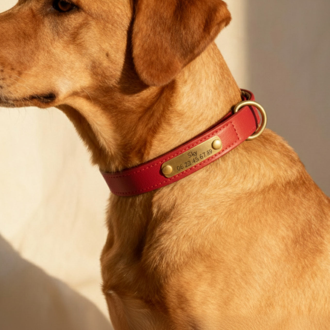 Collier rouge pour chien à personnaliser