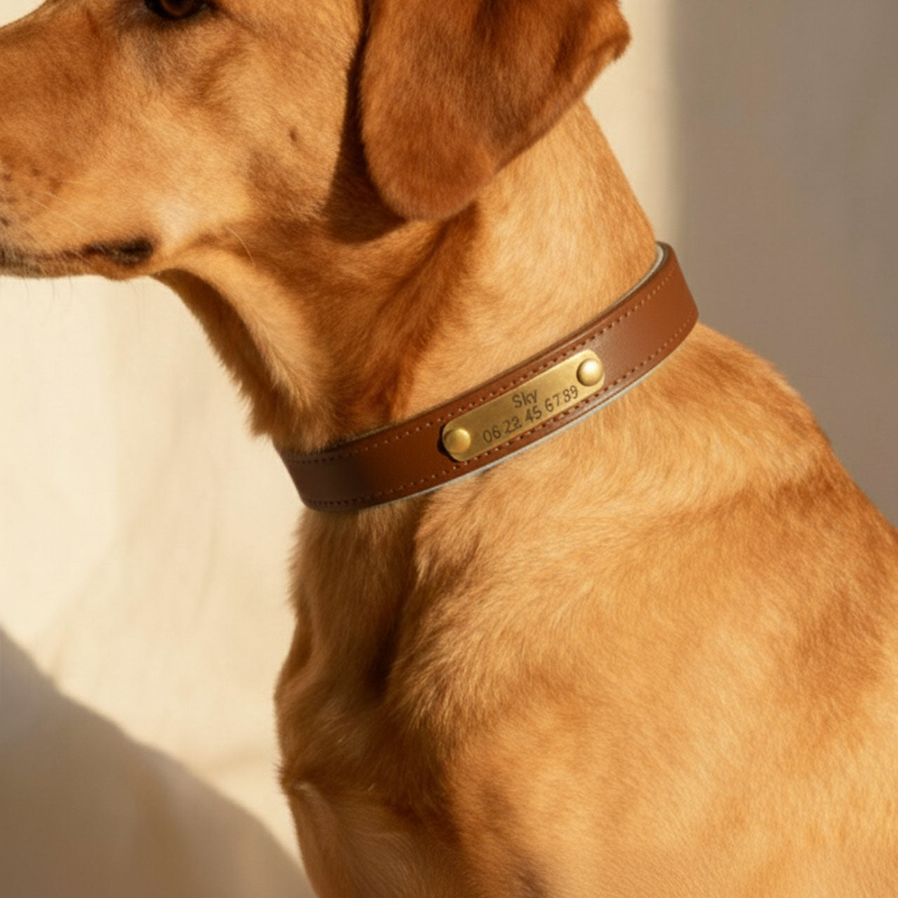 Collier marron pour chien à personnaliser
