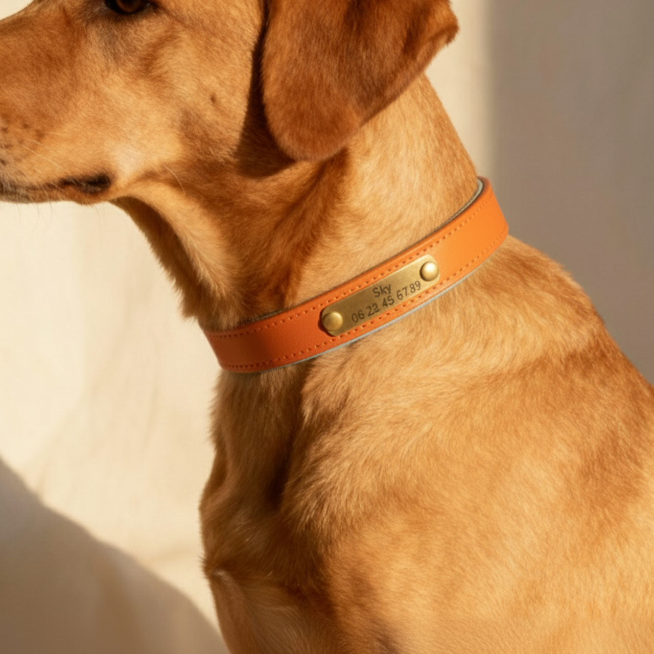 Collier orange pour chien à personnaliser
