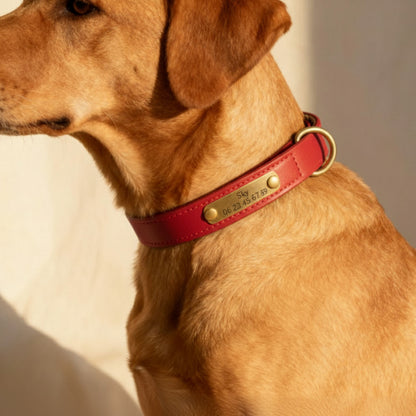 Collier rouge pour chien à personnaliser