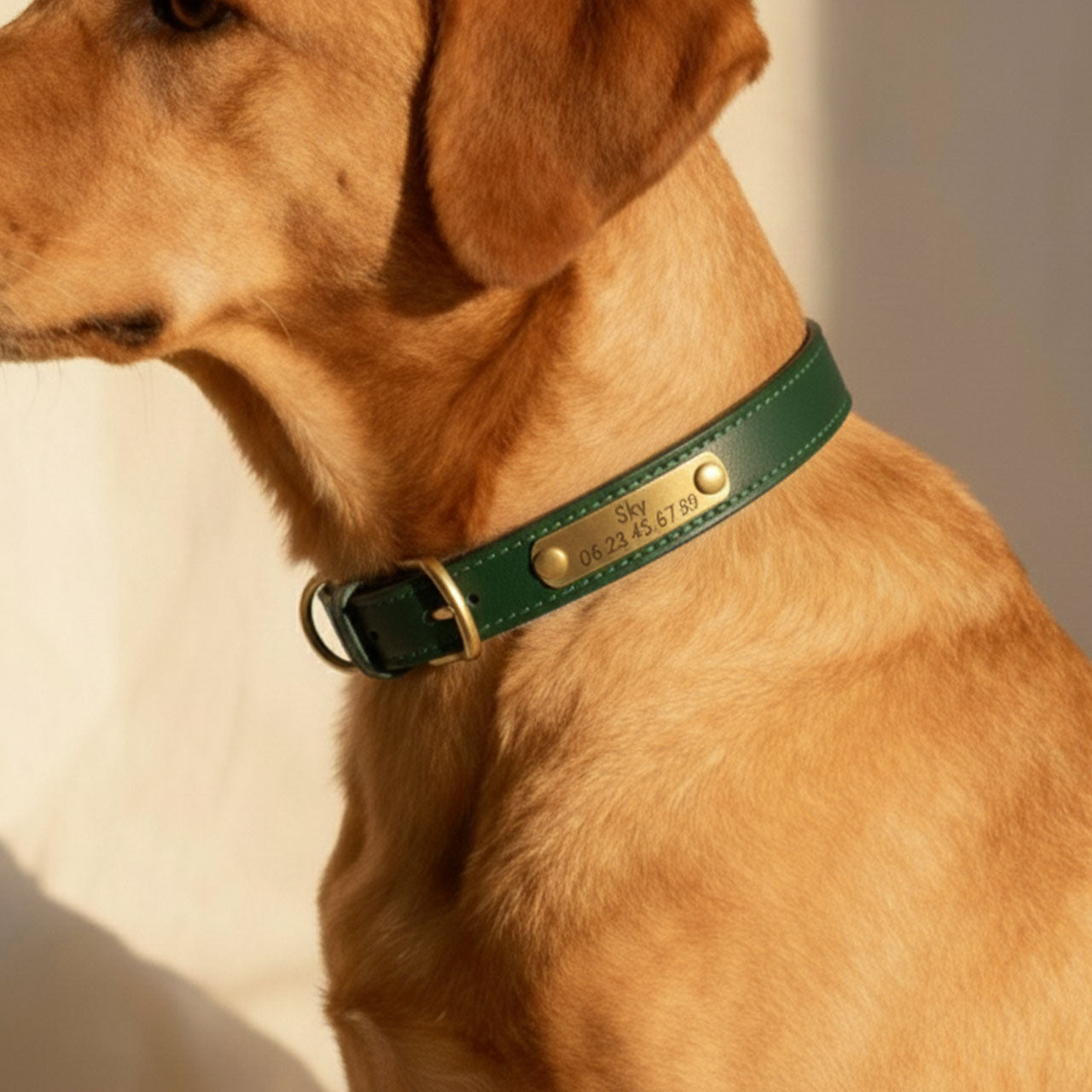 Collier vert pour chien à personnaliser